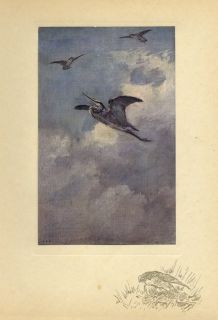 Falconry Hawking A Flight at A Heron Antique Color 1909 Birds Sporting