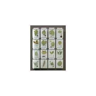 Leaves and Seeds of Common Trees Identification Mount Set
