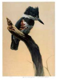 High Point Belted Kingfisher Michael Dumas