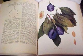 1938 U P Hedrick Cyclopedia of Hardy Fruits Enlarged Edition Book