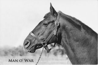  Man O War Handsome Headstudy Thoroughbred Race Horse Postcard