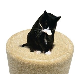  Tree Condo Post Cat Scratcher Tower Toy Climber Pet Furniture