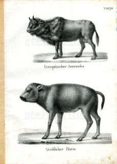 1840 SCHINZ Honegger Lithograph Aurochs Bison
