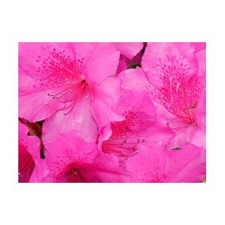 Pink Flowers 13x17 In. Print 