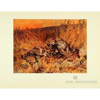 1911 Print Disturbed Chinese Leopard Pheasant Field