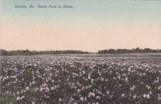 Houlton Maine Me Potato Field Bloom Farm Old Postcard