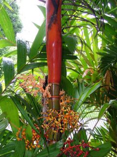 Orange Crownshaft Palm Live Palm Tree Plant 2 Gallon