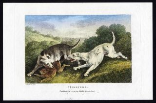 Antique Print Harriers Hare Dog Hunting Howitt 1797