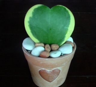 Hoya Kerrii Heart Shaped Hoya best Gift 6 hanging pot indoor/outdoor