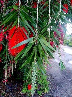  Bottlebrush Tree Plant Unusual Red Flowers Attract Hummingbirds 4 Pot