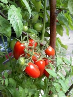50 Juliet Grape Hybrid Tomato Seeds 60 Days