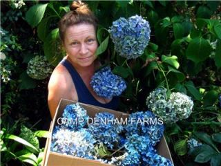 Dried Blue Hydrangeas