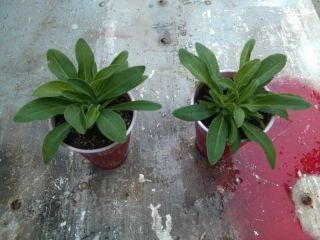 LIVE PLANT SILENE CAPENSIS Xhosa AFRICAN DREAM ROOT herb Grown from