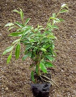Oriental Weeping Fig Tree Ficus Bonsai or House Plant 4 Pot