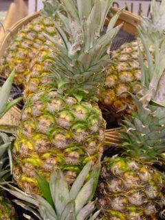 Sugarloaf Pineapple Plant Perfect Container Plant for Indoors or