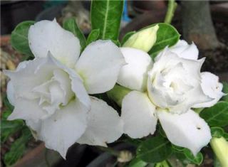 White Bonsai Desert Rose Flower Seeds Labeled Seed Packs