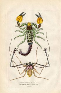 Antique Insects Print Scorpion Phrynus Drapiez 1853
