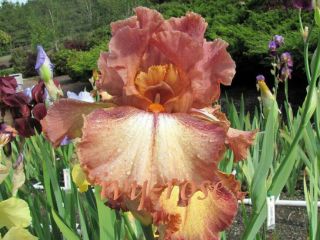 Ruffled Copper Sunset Tall Bearded Iris Rhizomes Bulbs Plants Irises