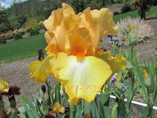 CLASSIC HUES Tall Bearded Iris   rhizome   bulb   plant   irises