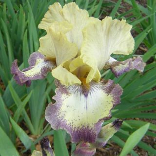 Yellow White Fragrant TB Iris Ominous Stranger Plant