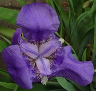 Iris Germanica Bearded Irises German Iris Purple Flag 20 Flower Bulk