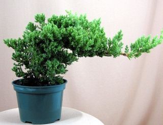 Japanese Juniper Bonsai Starter Tree 4 Pot Juniperus Procumbens Nana
