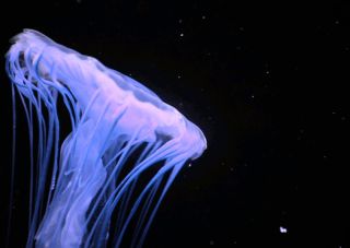 3D and Motion Postcard Jellyfish in Motion 395ml
