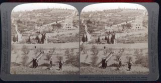Garden of Gethsemane Jerusalem Palestine Stereo Photo
