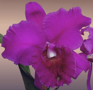 Jewell Orchids Cattleya LC Bethune Indigo Orchid Plant