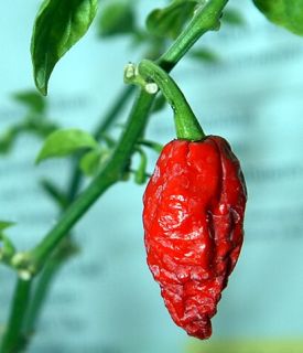 Bhut Jolokia Chile Pepper Plant Hottest Chili Pepper