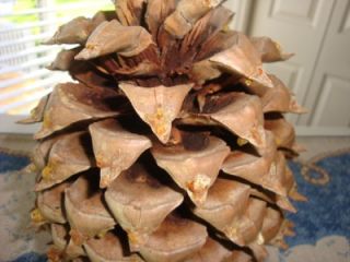Very Large Giant Digger Pinecone Decoration Crafts Christmas