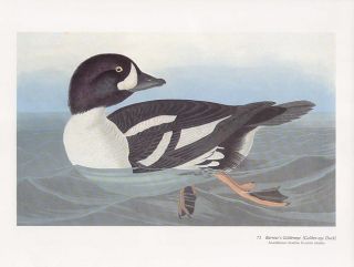 John James Audubon Folio Size Bird Print Barrows GoldenEye