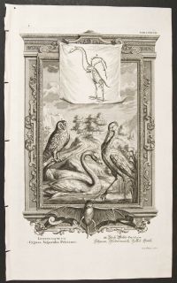 Scheuchzer   Spoonbill, Swan, Owl, Bat, & Skeleton 248  1731 Physica