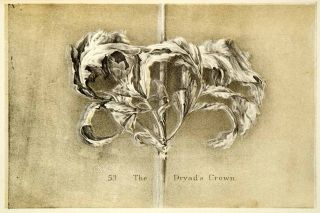 1872 Lithograph John Ruskin Dryad's Crown Filigree Botanical Design Art Graphic  
