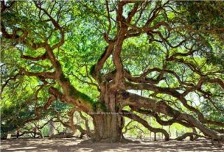 Beautiful Angel Oak Tree Photo St Johns Home Office Wall Art Inexpensive Picture  