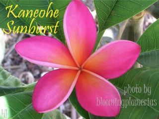 RARE  KANEOHE SUNBURST ROOTED CUTTING PLUMERIA PLANT   18   3 TIPS