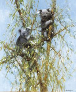 David Shepherd Up A Gum Tree Koala Koalas Widlife Art