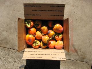Persimmon Fresh Picking for Baking or Eating Cookies Pudding