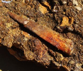 Fossil Dinosaur Richardoestesia Skull Tooth in Situ Lance Creek