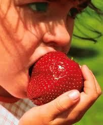 ® Maxim Strawberry The Largest Strawberry КЛУБНИКА