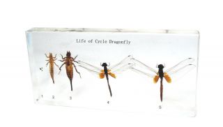 Life Cycle of Dragonfly Scarlet Skimmer Crocothemis Servilia