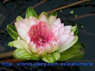 Nymphaea Jongkolnee Water Lily Thai Species not Lotus Freedoc