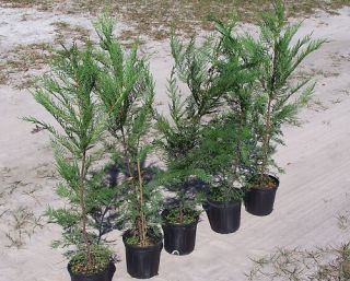 Leyland Cypress Trees 30 36 Tall One Gallon Size