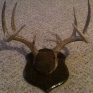 Nice Texas 8PT Buck Whitetail Horns Antlers Mount