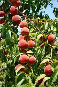 Flordacrest Florida Crest Peach Fruit Tree Sweet Tree Plant