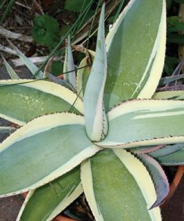 Variegated Agave Creme Brulee Cactus Succulent Plant