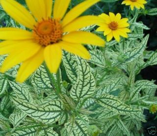 False Sunflower Heliopsis Loraine Sunshine Seeds