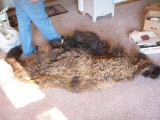 Buffalo Cape Huge Tanned Taxidermy Crafts