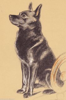 Matted VINTAGE1937 Lucy Dawson Dog Print Schipperke Picture Puppy Art