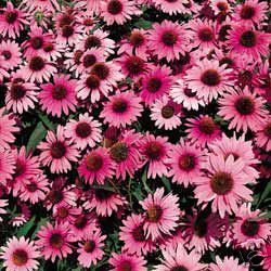 Bravado Coneflower Seeds Rosy Red Saucer Size Blooms